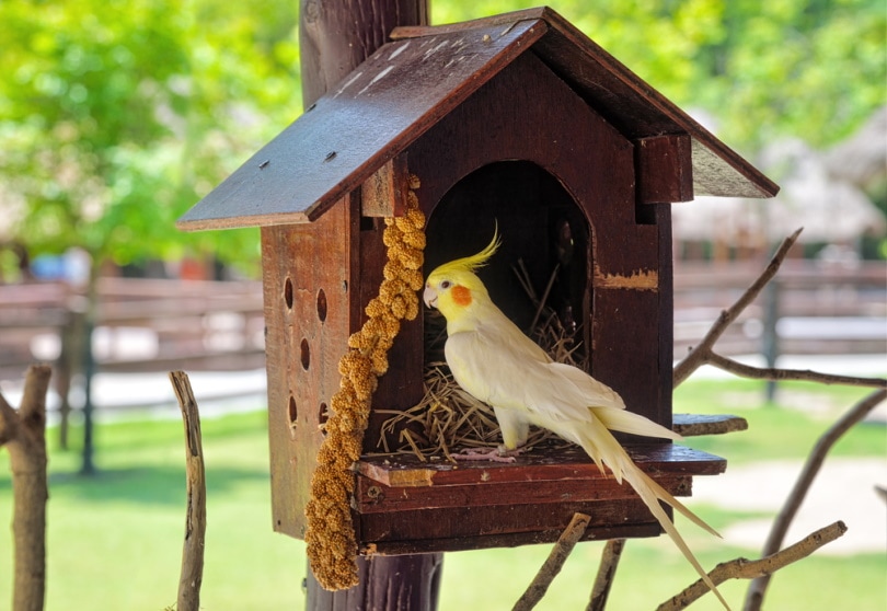 My Cockatiel Laid an Egg: Vet-Approved Next Steps