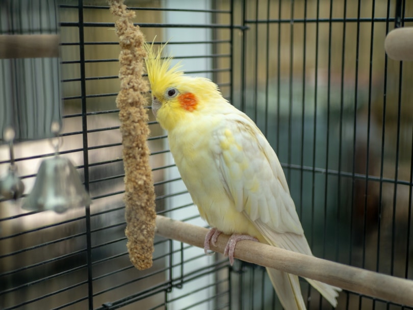 What Does a Cockatiel Need in Their Diet? 7 Vet Approved Foods