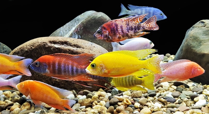 16 Freshwater Fish That Eat Snails (with Pictures)