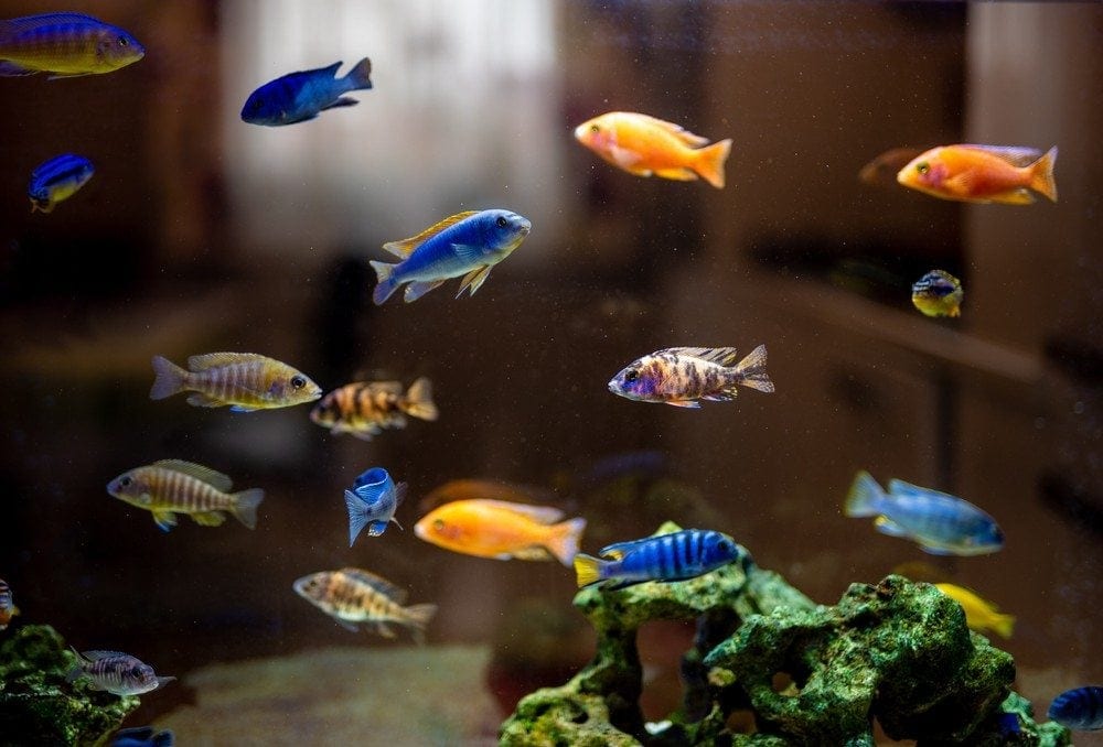 5 Best Lights For Cichlid Tanks in 2026: Reviews & Top Picks