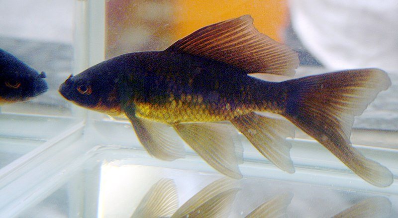 comet goldfish