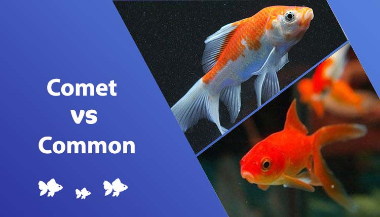 comet vs common