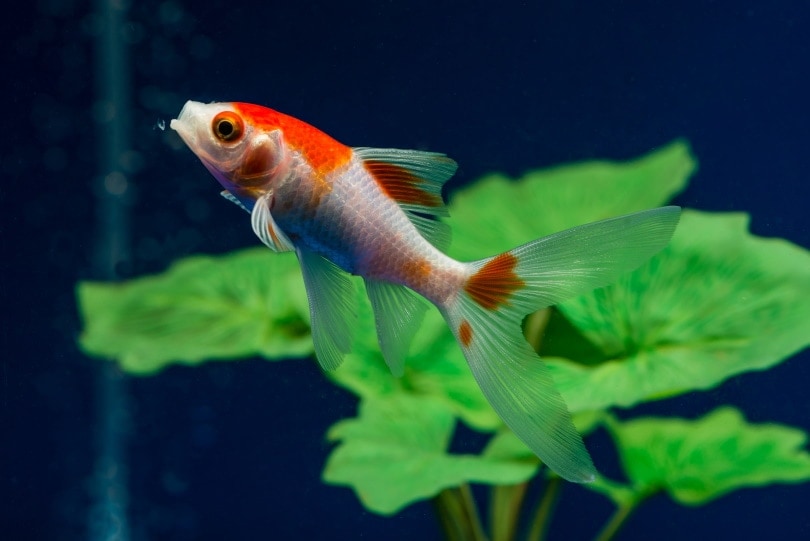 14 Things to Feed Goldfish When You’re Out of Fish Food