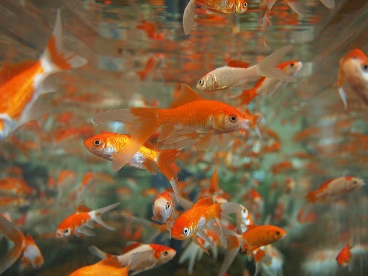 How To Safely Dechlorinate Water For Fish Without Chemicals: 5 Step Process
