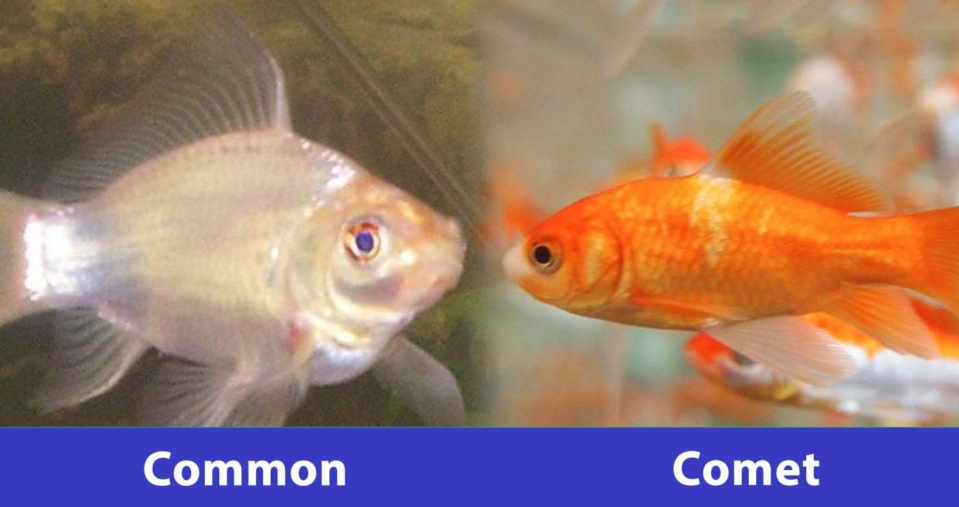 common comet side by side