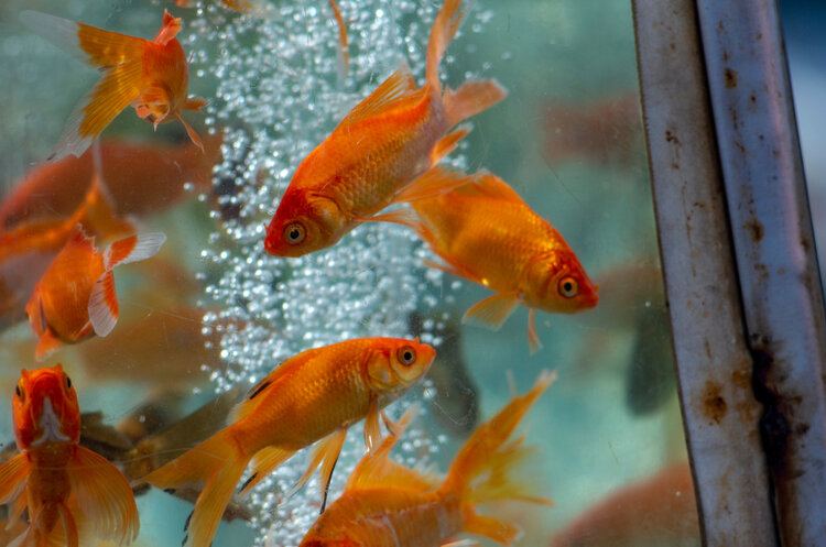 common goldfish