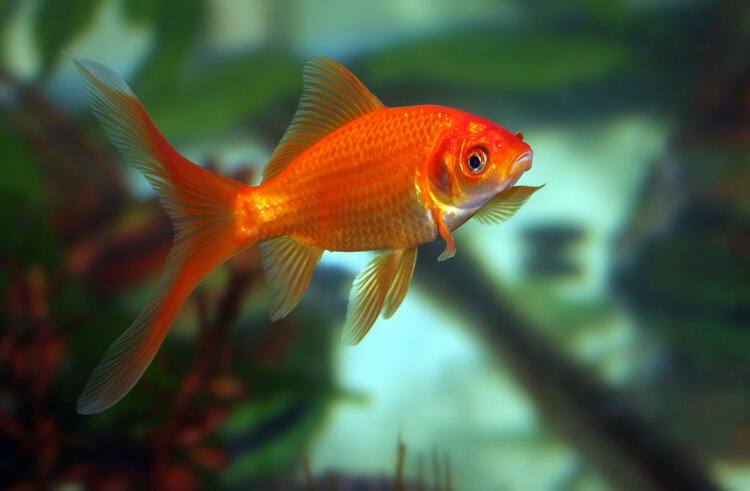 Common Goldfish: Vet-Approved Breed Facts & Care Tips