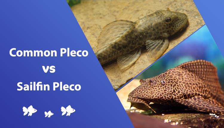 Common Pleco vs Sailfin Pleco: What are the Differences?