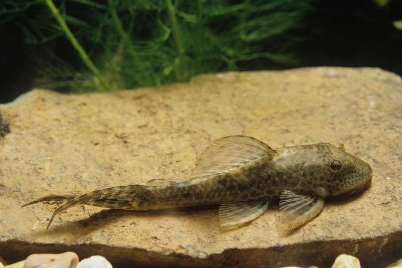 common pleco
