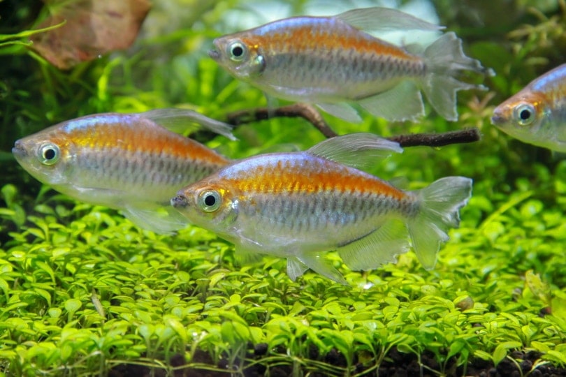 congo tetras in aquarium
