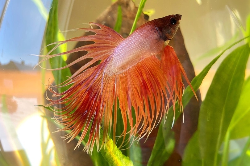 Betta Fish Care Guide: Tank Setup, Diet, Cleaning & Tips