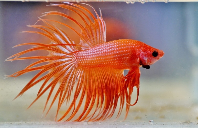 How to Breed Betta Fish: Vet-Approved A to Z Guide (with Pictures)