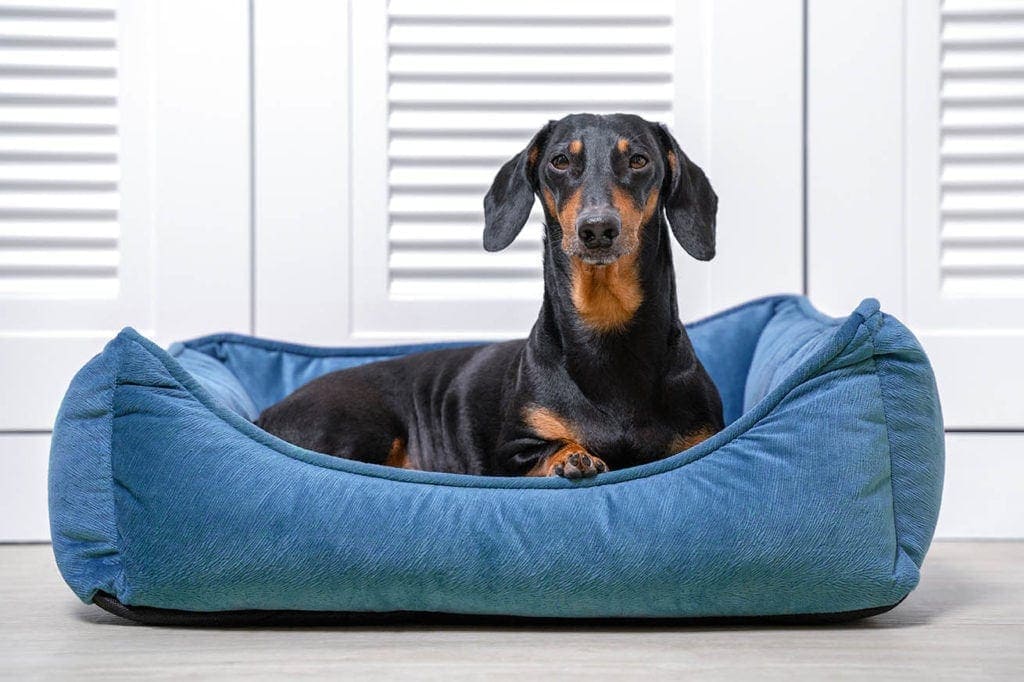 10 Best Dog Beds for Dachshunds in 2026 - Reviews & Top Picks