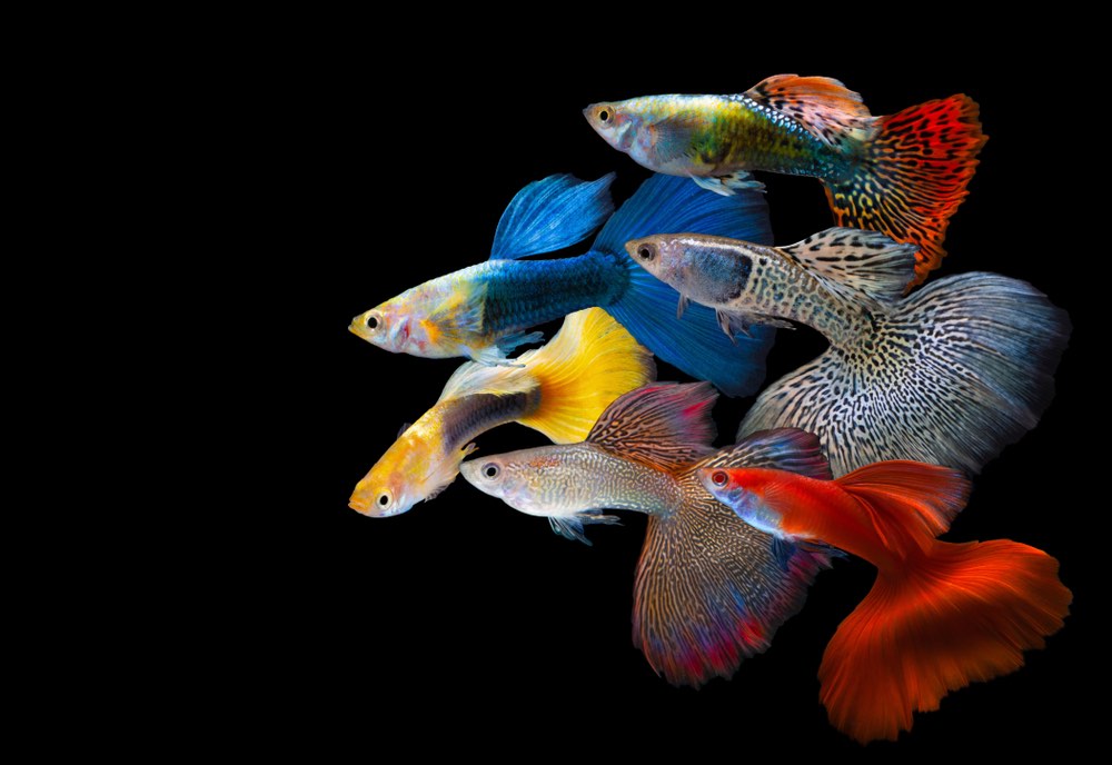 Guppies: Vet-Approved Care Guide, Feeding Info & Pictures