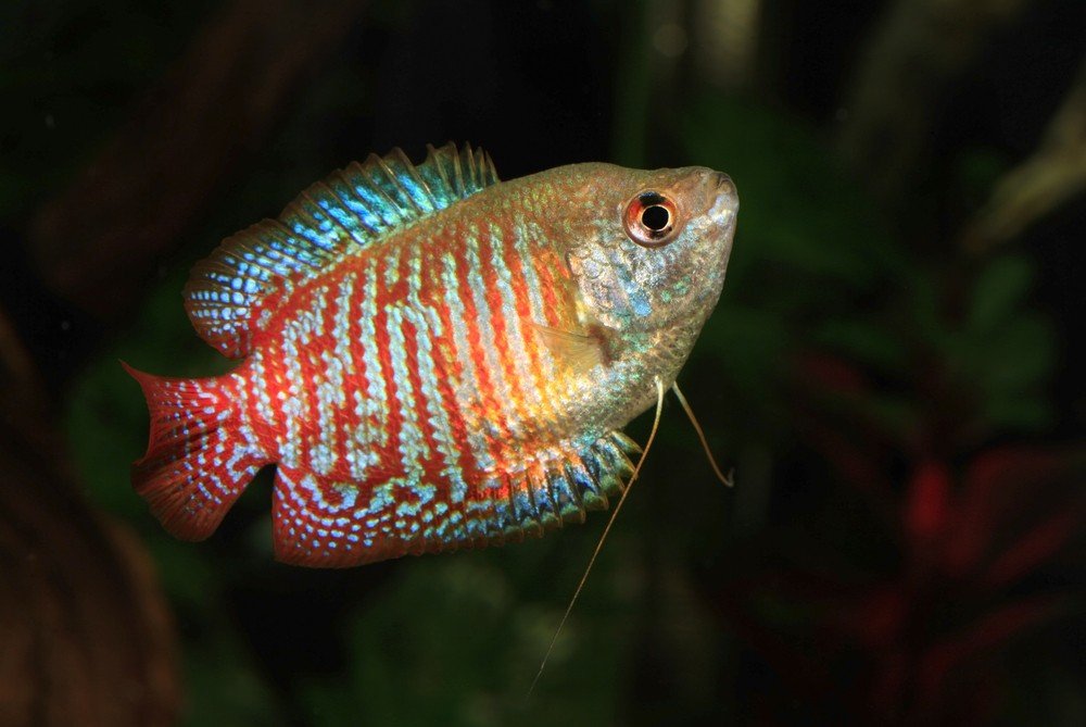 How Big Do Dwarf Gouramis Get? Size & Care Facts
