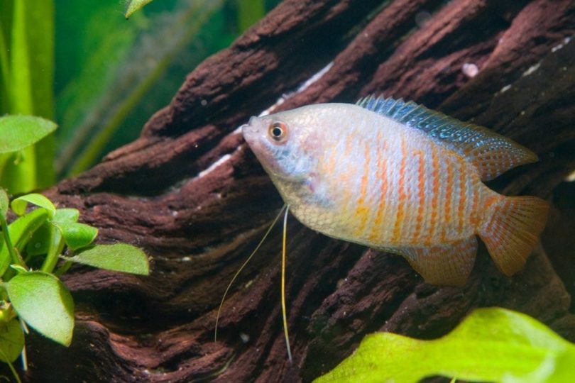 How Big Do Gourami Fish Get? Average Size & Growth