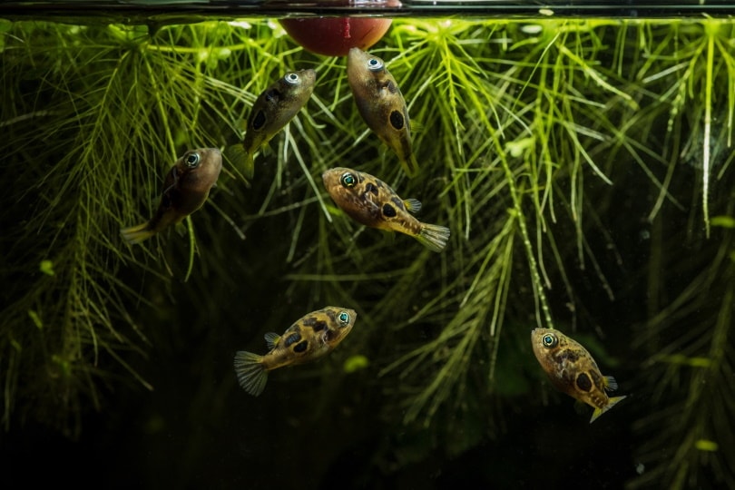 What Do Pufferfish Eat in the Wild and as Pets? Nutrition Facts & FAQ