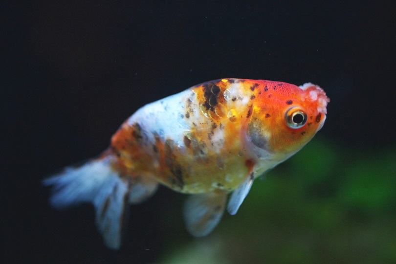 Eggfish Goldfish: Pictures, Size, Care, Tank Setup & More