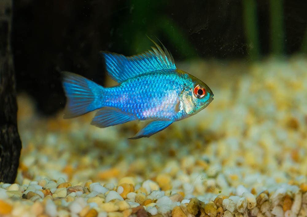 6 Great Tank Mates for Electric Blue Rams: Compatibility Guide 2026