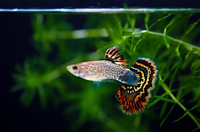 17 Tank Mates for Guppy Fish: Compatibility Guide 2026
