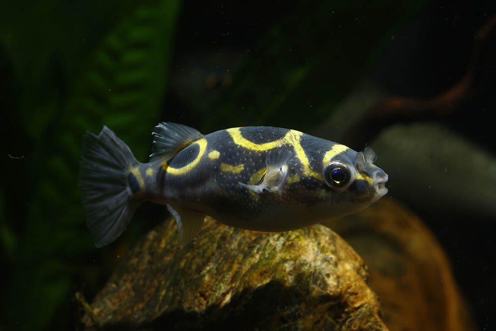 5 Great Tank Mates for Figure 8 Puffer Fish (With Pictures)
