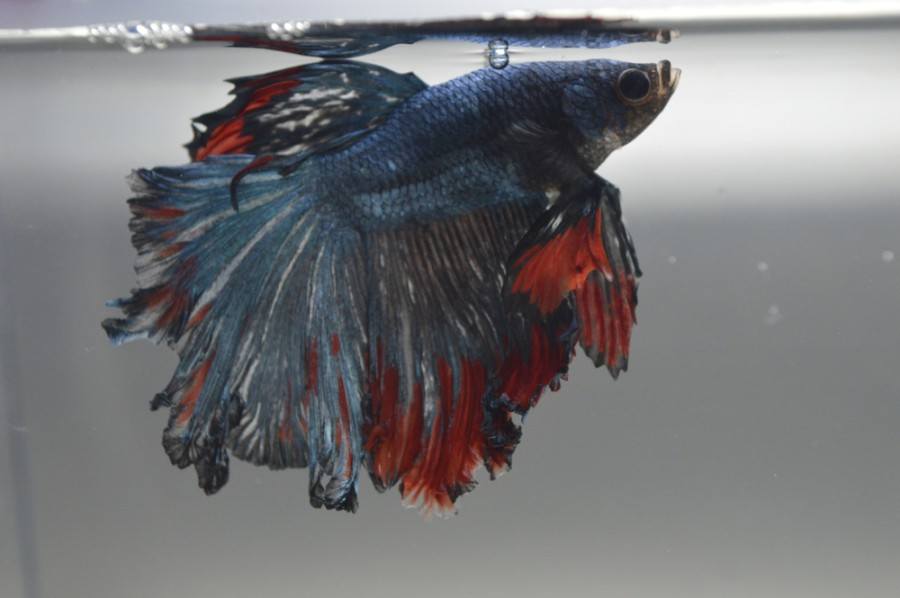 Fin Rot in Aquarium Fish: Our Vet Explains