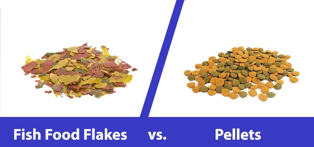 Fish Food Flakes vs Pellets: Key Differences, Pros & Cons
