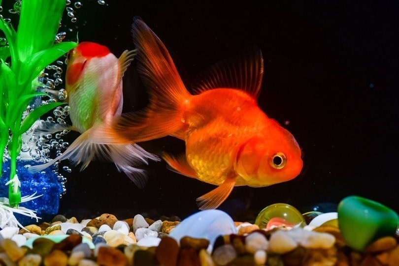 How to Build a DIY Aquarium in 15 Easy Steps (With Pictures)