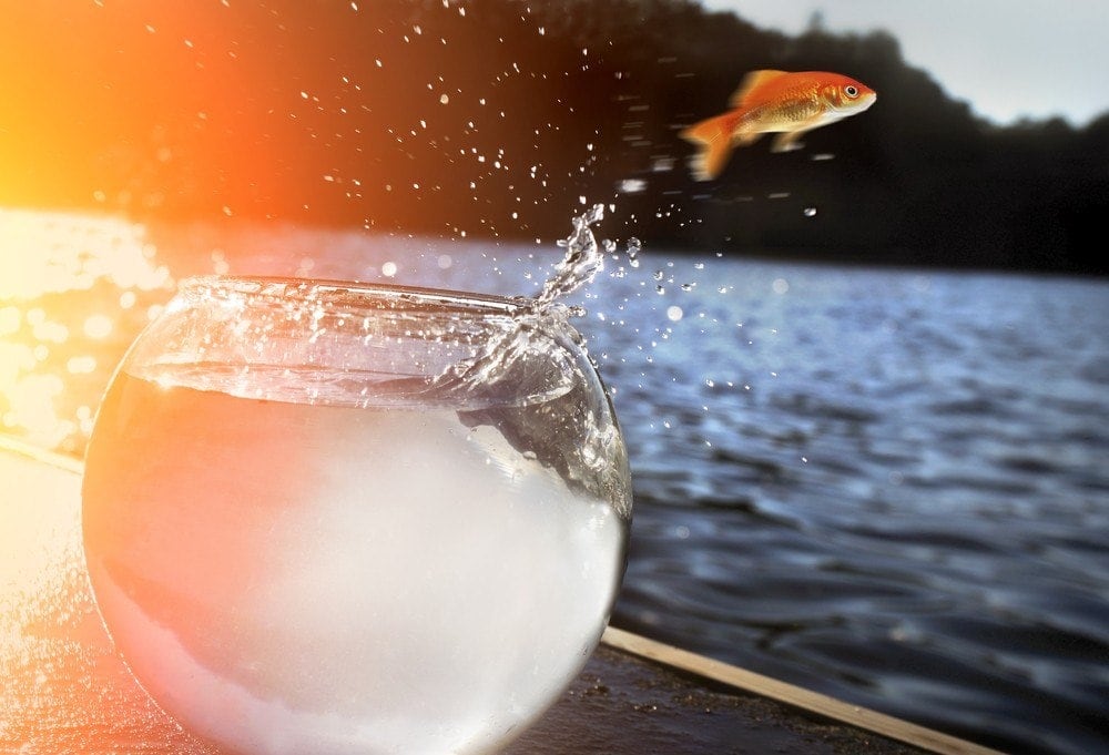 Why Do Fish Jump Out of Their Tanks? 8 Main Reasons