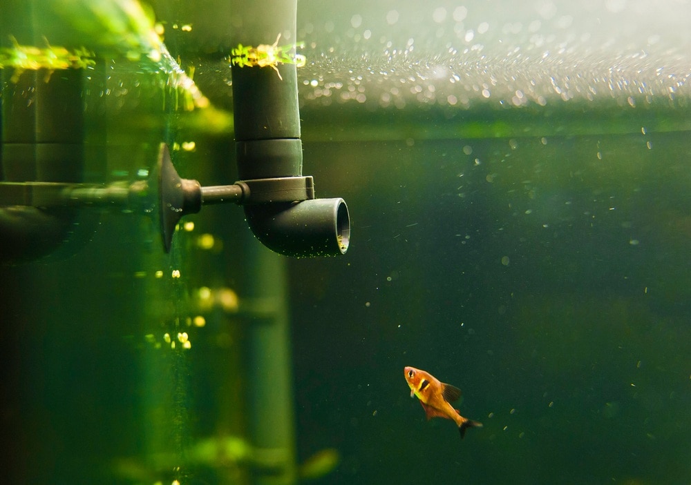 Fish Tank Filter Not Working? 3 Reasons & Fixes