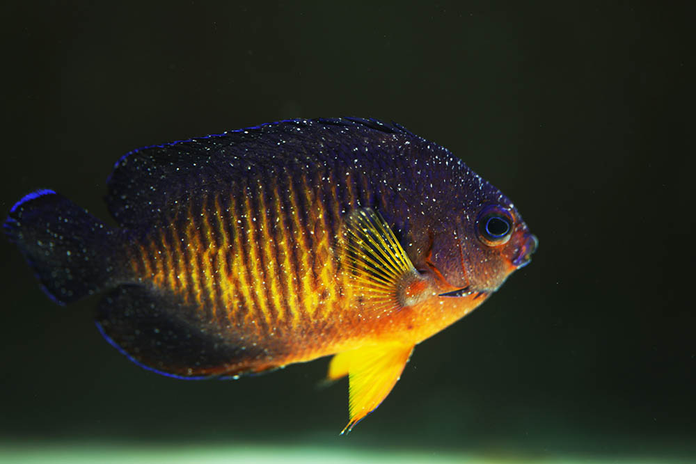 Velvet Fish Disease: Vet-Reviewed Causes, Signs & Treatment