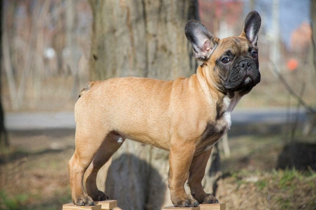 Fawn French Bulldog Breed Info - Facts, Pictures, Origin & History