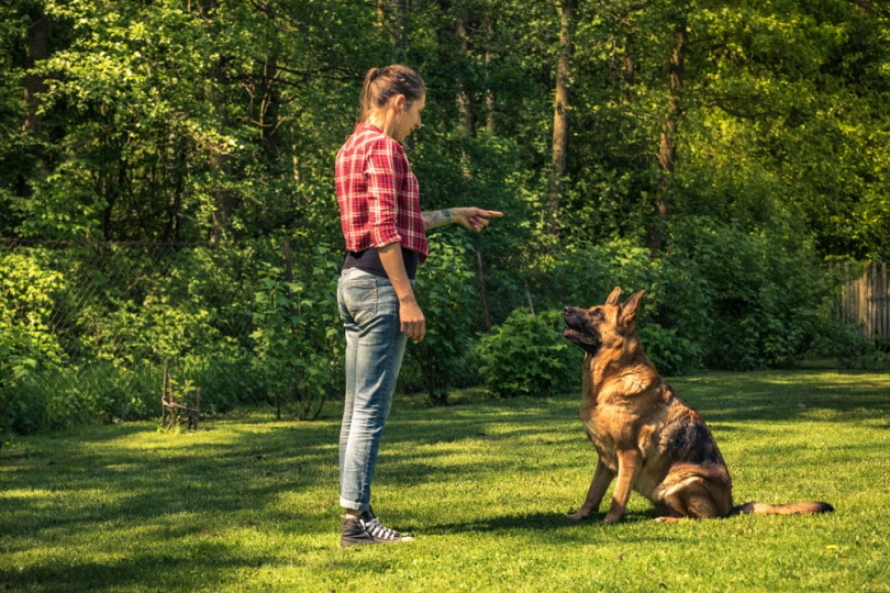 How to Train a Dog That Is Not Food Motivated: 10 Vet-Approved Ideas