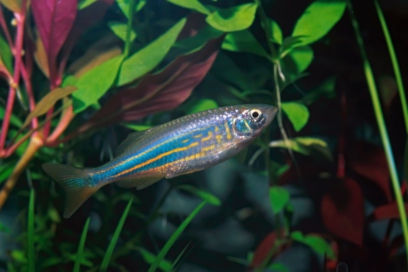 giant danios fish