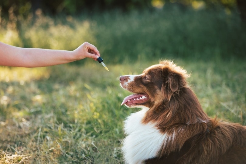 10 Possible Side Effects of CBD Oil in Dogs (Vet Answer)