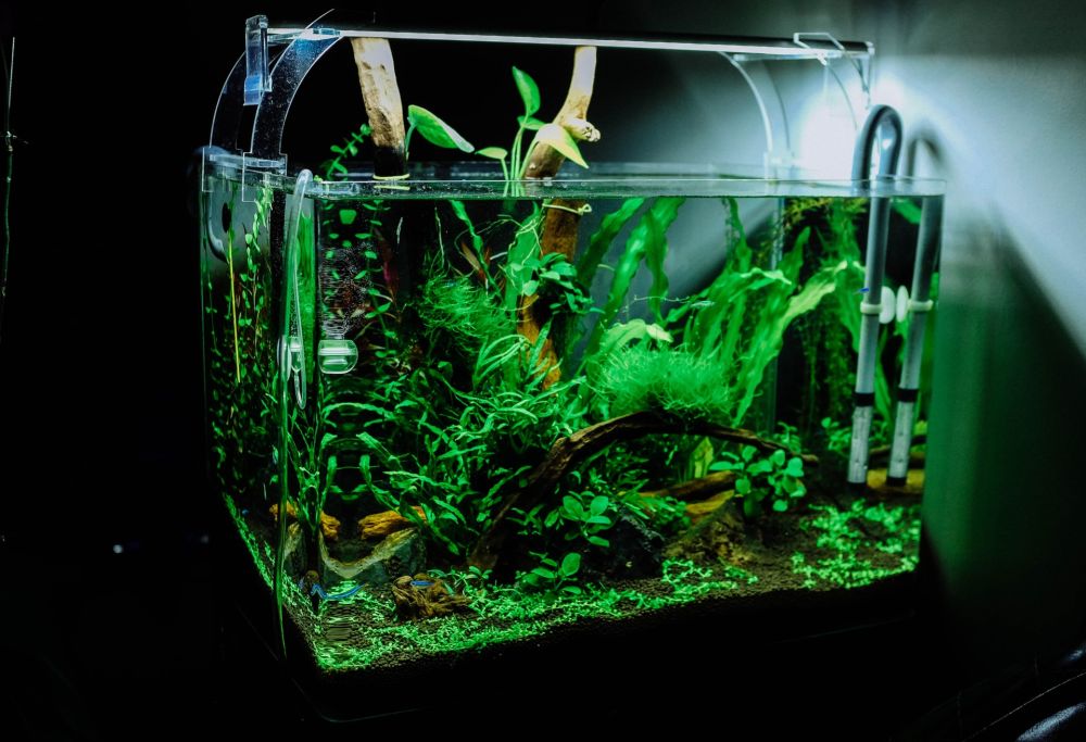 How To Remove Scratches From Glass Aquariums? 11 Easy Steps