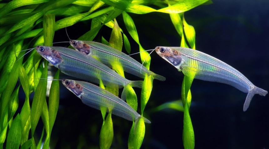 7 Great Tank Mates for Glass Catfish: Compatibility Guide 2026