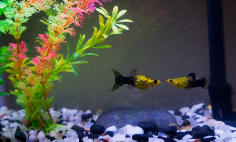 10 Great Tank Mates for Molly Fish: Compatibility Guide 2026