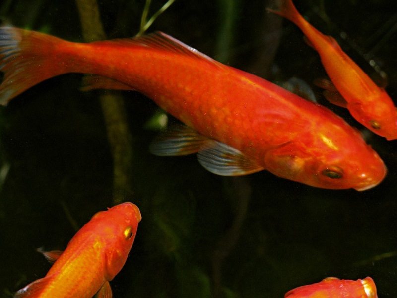 Why Is My Goldfish Turning Red? Reasons & FAQs