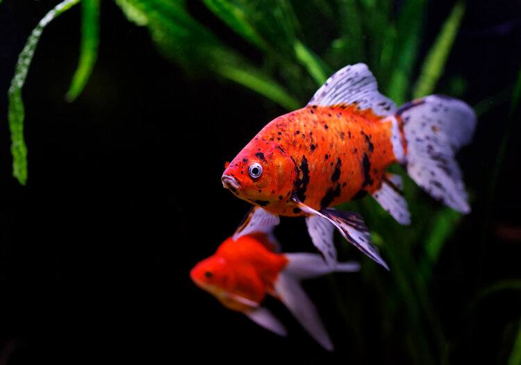 Why Is My Goldfish Turning Black? 6 Vet-Approved Reasons