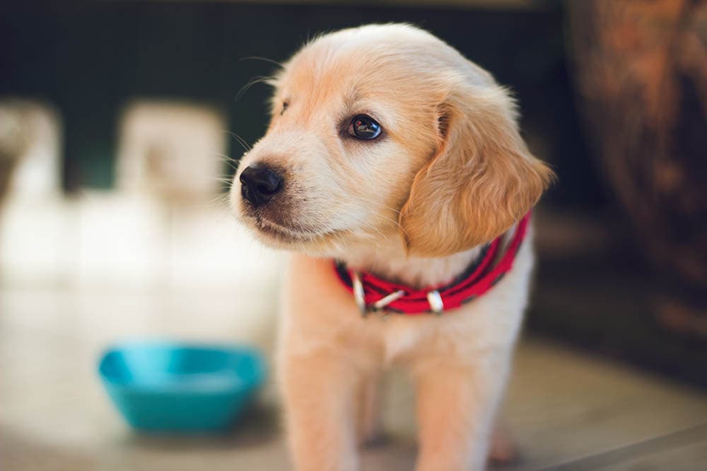 When Can Puppies Start Eating Puppy Food? Vet-Verified Facts & Advice