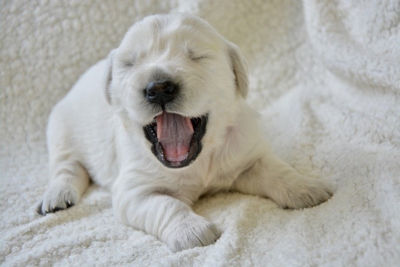 Why Does My Puppy Keep Sneezing? 7 Vet-Reviewed Reasons