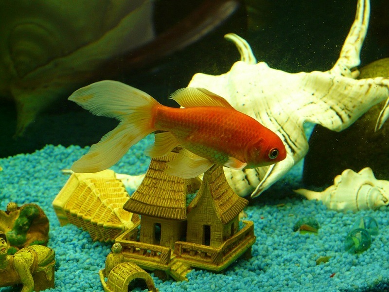 goldfish