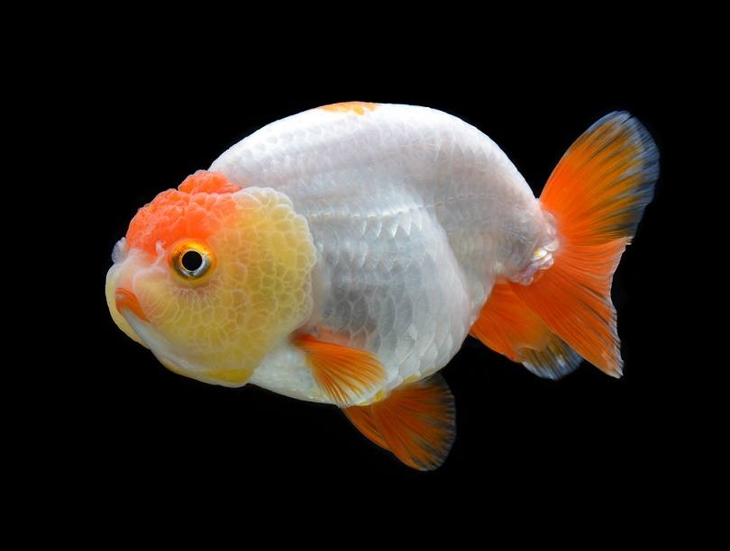 Ranchu Goldfish: Pictures, Care Guide, Varieties, Lifespan & More