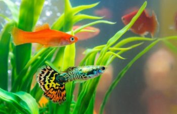 8 Live Plants Your Guppies Will Love - 2026 Reviews & Top Picks (Vet Verified)