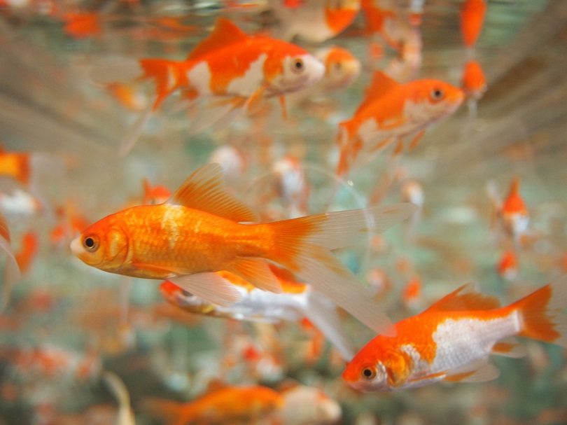 Keeping Feeder Goldfish as Pets: 5 Things to Know First