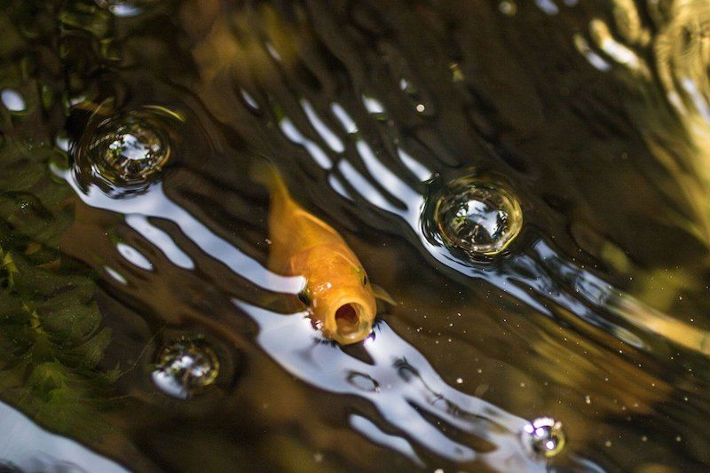 Do Goldfish Have Teeth? Vet-Reviewed Anatomy & Info