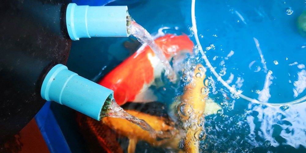 3 Aquarium Filter Media Options That Will Make Your Life Easier