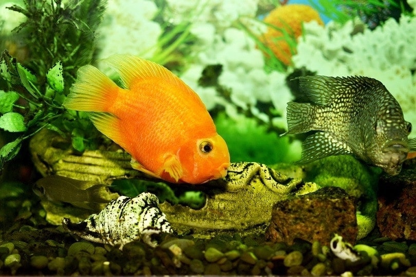 Do Goldfish Eat Algae? Vet Approved Facts & FAQ