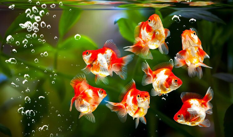 Freshwater Refugium Filters: What Is It & How To Set It Up?